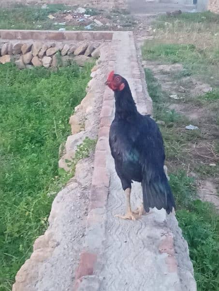Aseel patha Black Murga Hen Madi murghi Murgha pathi egg chick rooster 0