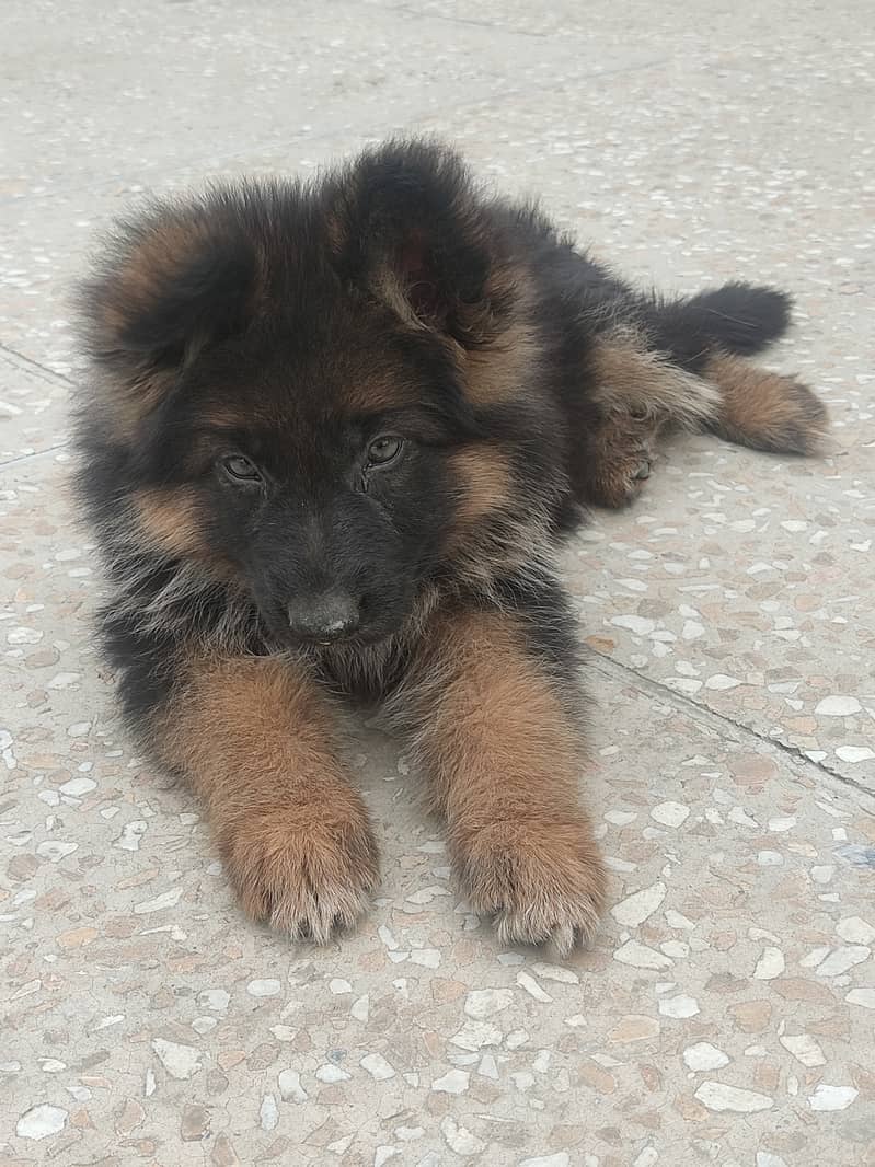 German shepherd puppy for sale 1