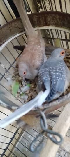 Dove's Breeding pairs