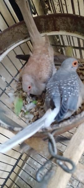 Dove's Breeding pairs 0