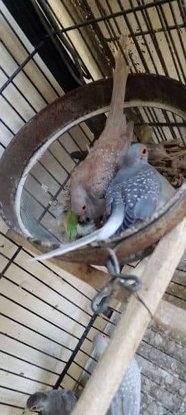 Dove's Breeding pairs 2