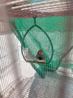 zebara pair finches for sale