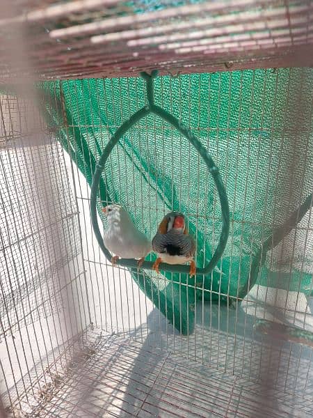 zebara pair finches for sale 0