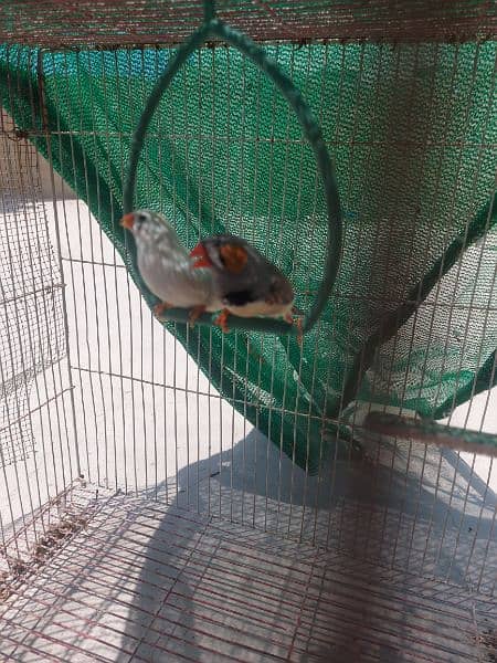 zebara pair finches for sale 1