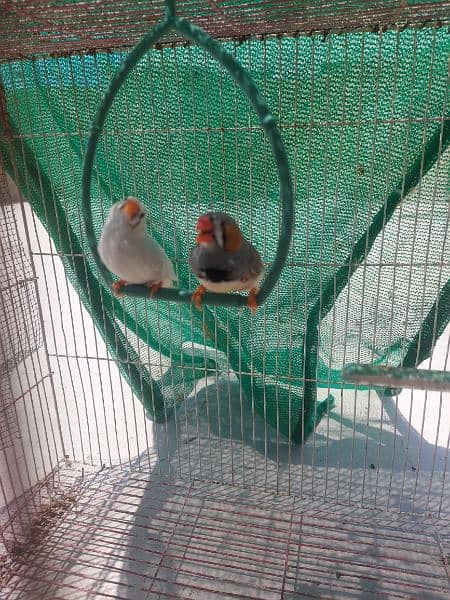 zebara pair finches for sale 2