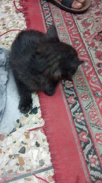 Persian kittens for sale 2