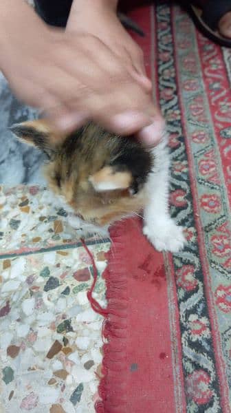 Persian kittens for sale 6