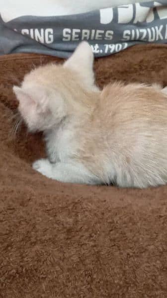 Persian kittens for sale 7