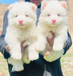 Russian dogs pair long coat age 2 month for sale