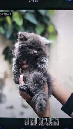 Persian Kitten longcoat
