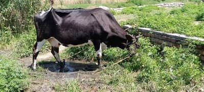 Cow for sale/ Gai/ Qurbani ka janwar