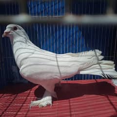 White Red Eyes pigeon