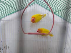 Lutino personata and budgie parrot for sale