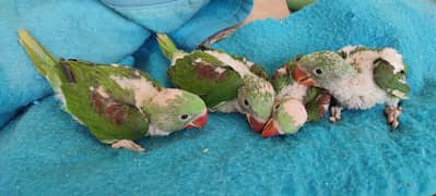 Jumbo Raw Parrot Chicks