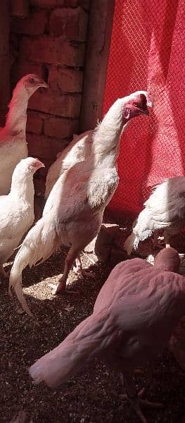 white heera aseel chicks 1
