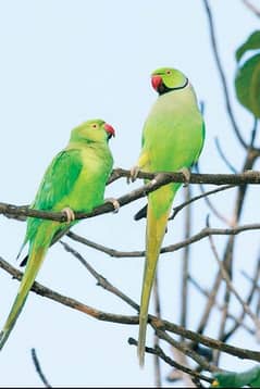 Green parrot Italian