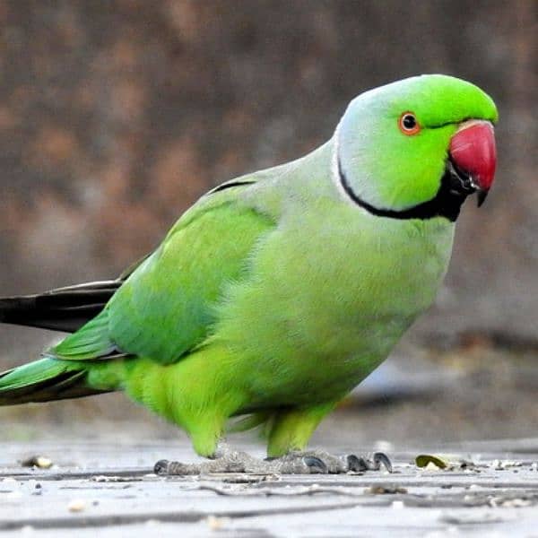 Green parrot Italian 1