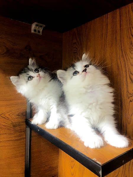 Persian punch face triple coated cat's and kitten's 1