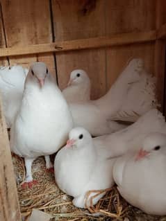 White lucky breeder pair with 2 self chicks or sath 1 extra male