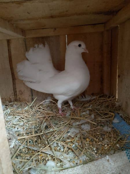 White lucky breeder pair with 2 self chicks or sath 1 extra male 1