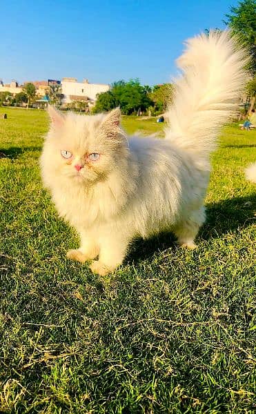 Persian punch face triple coated cat's and kitten's 8