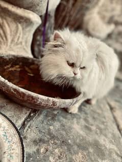 White Triple Coat Punched Face Persian Cat