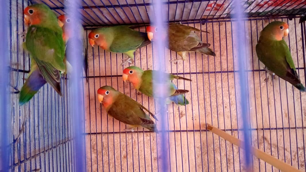 Love Birds 3
