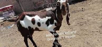goats/beetal/for sale
