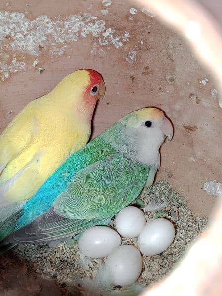 love birds breeder pair for sale 250o each piece 4