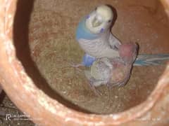Budgies breeder pairs with chicks