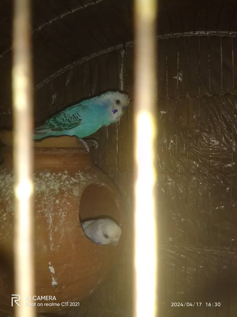 Budgies breeder pairs with chicks 2