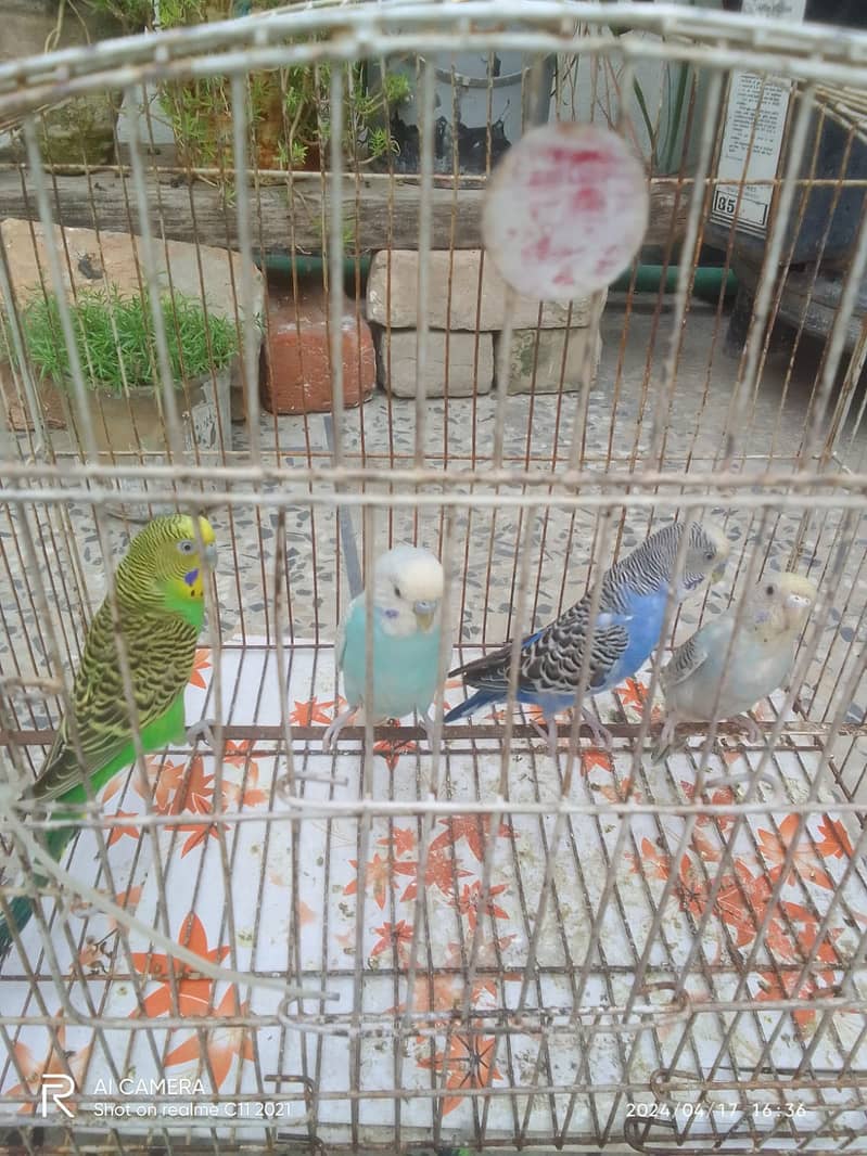 Budgies breeder pairs with chicks 5
