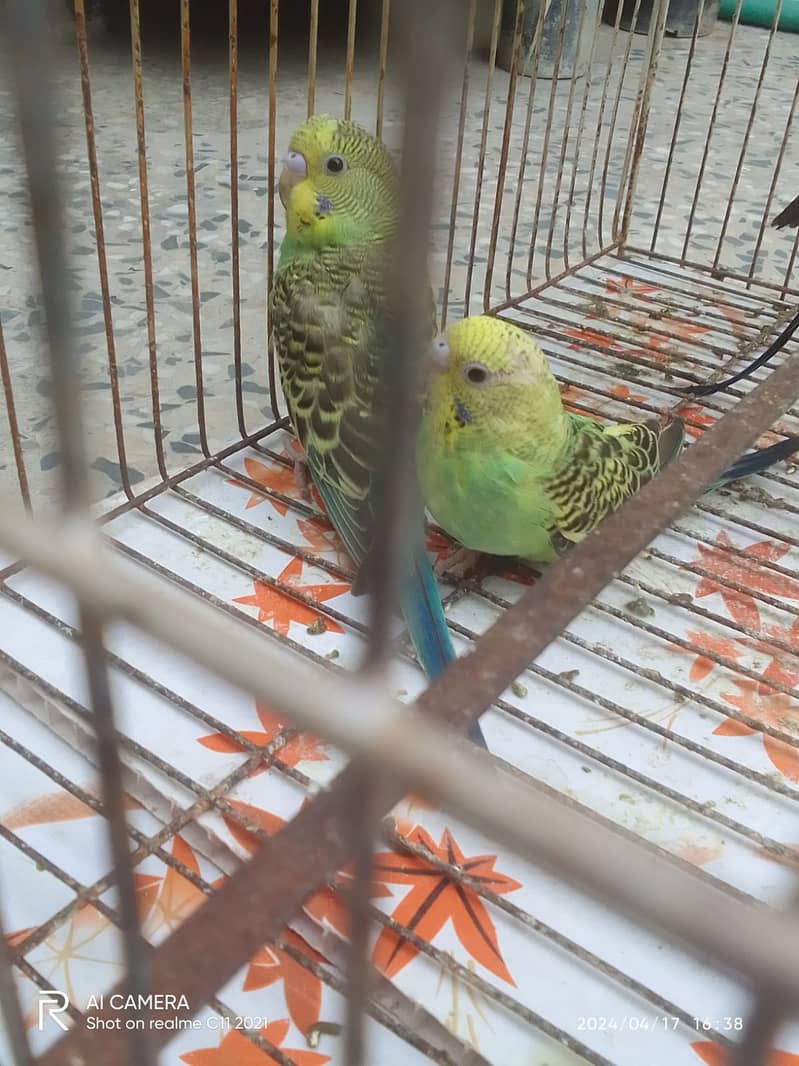 Budgies breeder pairs with chicks 7