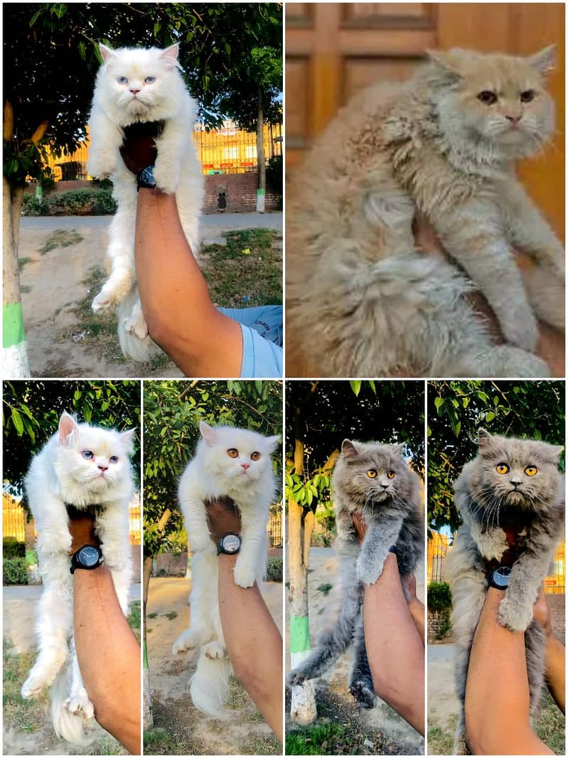 Persian cats and kittens 0