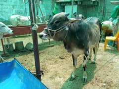 Beautiful cow for Qurbani