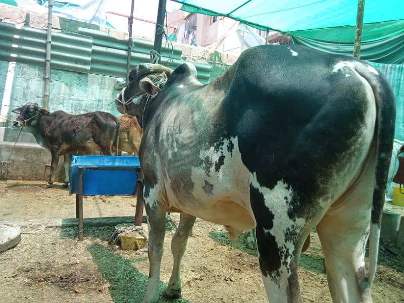 Beautiful cow for Qurbani 1