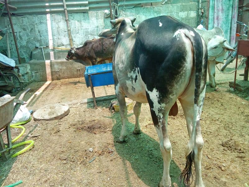 Beautiful cow for Qurbani 3