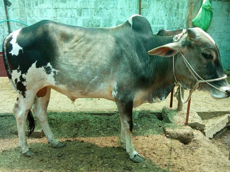 Beautiful cow for Qurbani 5