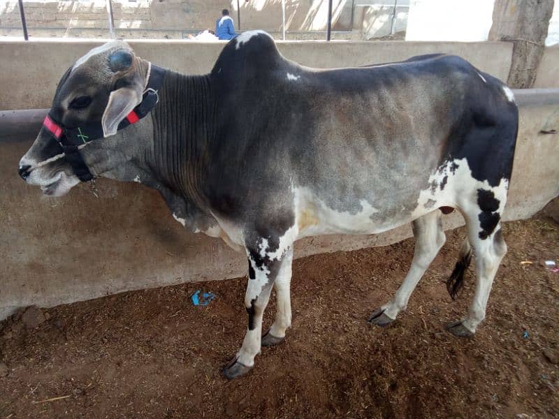 Beautiful cow for Qurbani 11