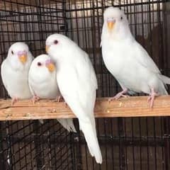 stalion birds available.