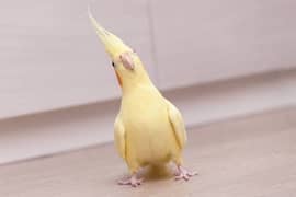 yellowish Color cockateil breeder female 0