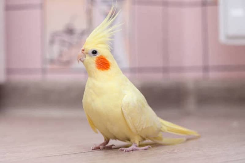 yellowish Color cockateil breeder female 1