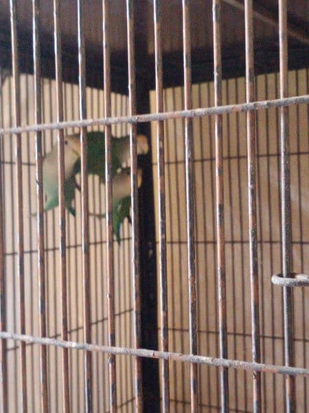 parrot 2