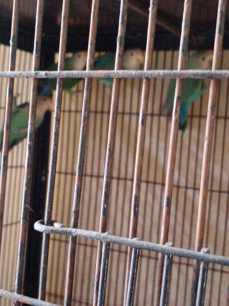 parrot 5