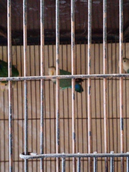 parrot 6