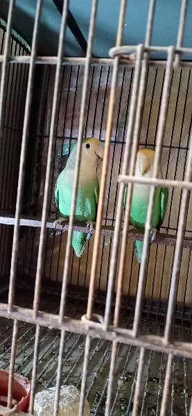 parrot 8