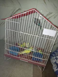 parrot sells