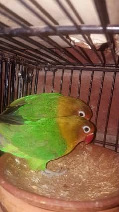 love bird fisher pair for sale 0
