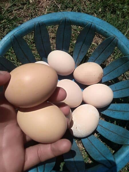 Desi organic chicken's eggs 2