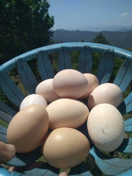 Desi organic chicken's eggs 3